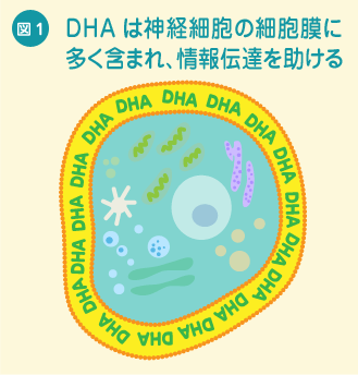 図1 DHAは神経細胞の細胞膜に多く含まれ、情報伝達を助ける