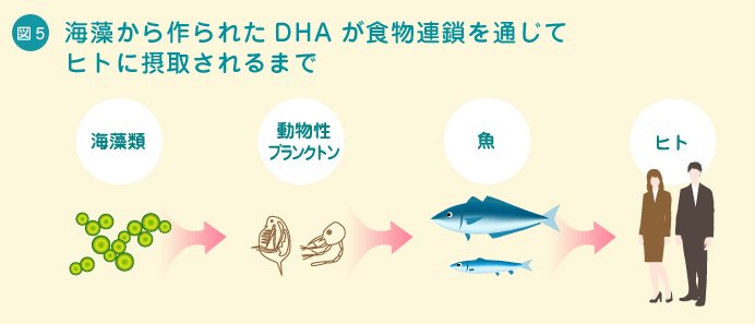 図5 海藻から作られたDHAが食物連鎖を通じてヒトに摂取されるまで